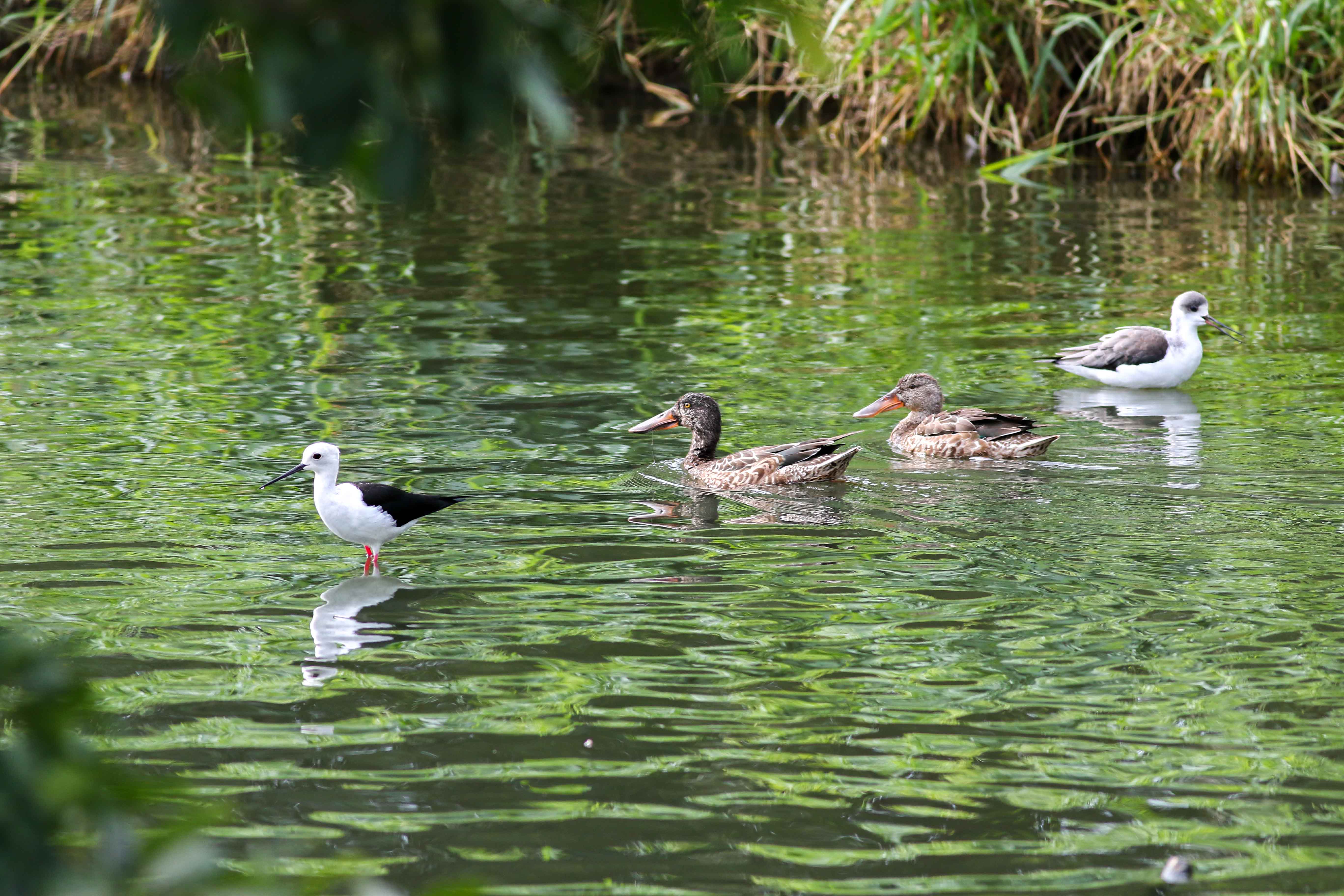 太平溪人工濕地迎候鳥季 ! 臺東展現城市生態新亮點 環保局: 避免干擾 帶走隨身垃圾